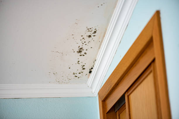 Best Black Mold Remediation in Nederland, CO